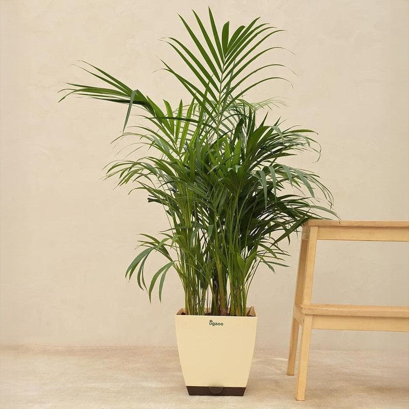 Ugaoo Areca Palm Plant - 3.7 ft media 4
