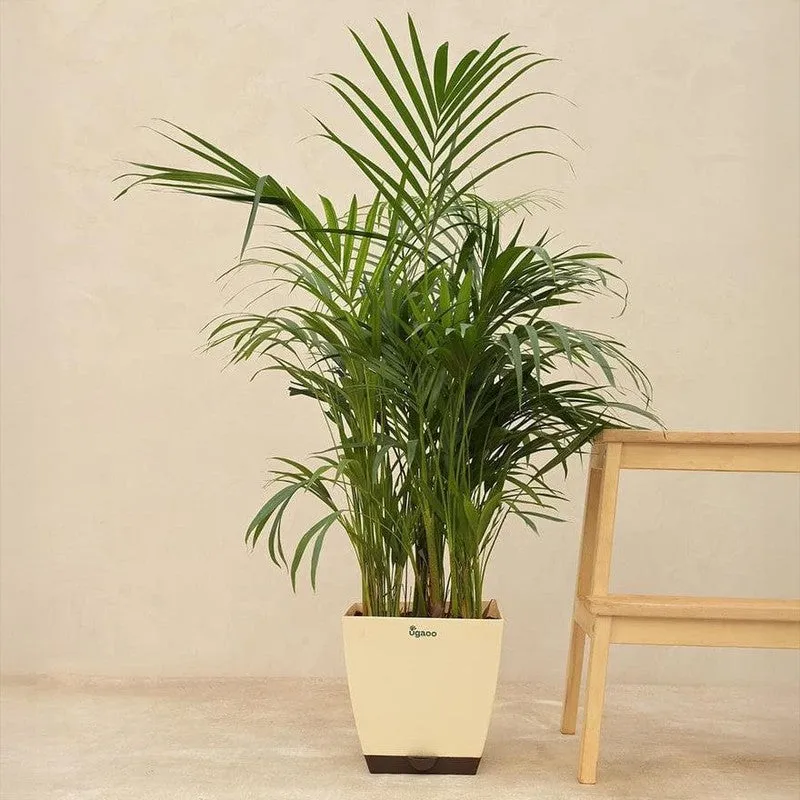 Ugaoo Areca Palm Plant - 3.7 ft media 4