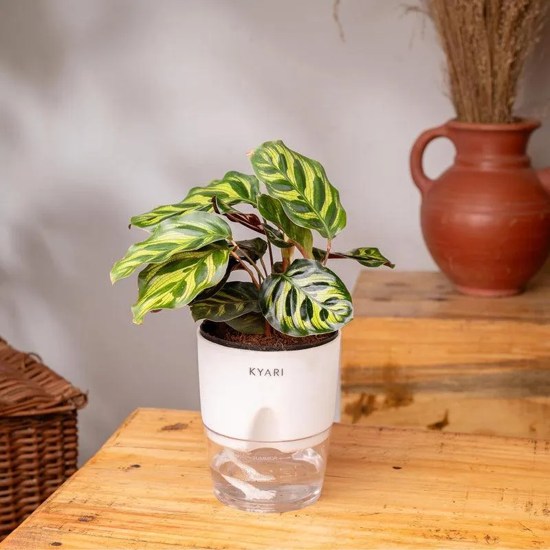Kyari Peacock Plant With Self Watering Pot - White - 3