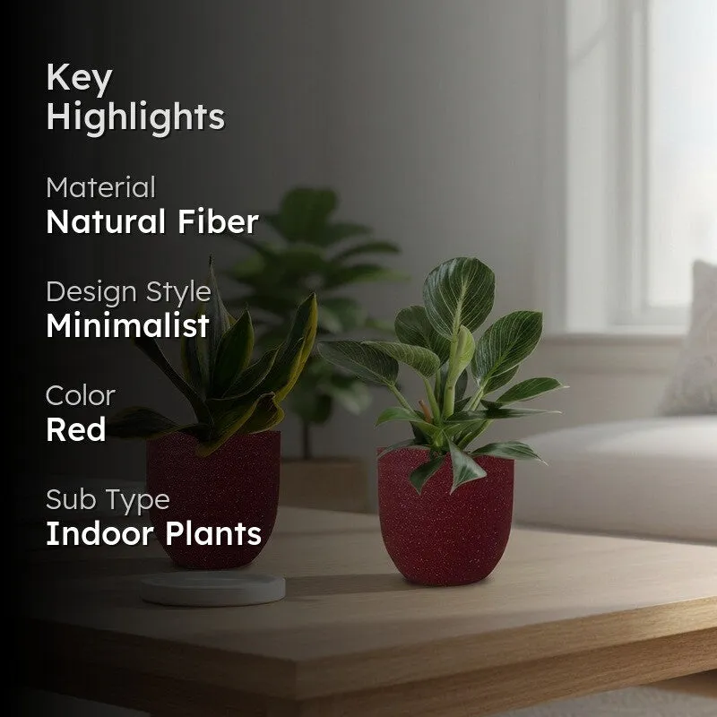 Greenkin Birkin & Golden Snake Live Plants (Red) - Set Of Two media 2