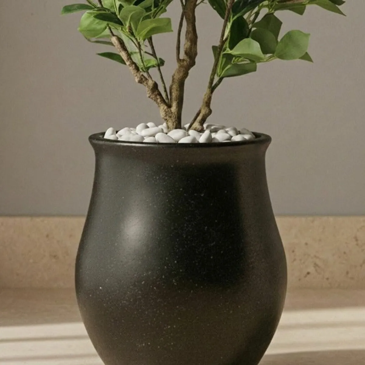 Black planter with a flared rim and leafy plant shown in close-up