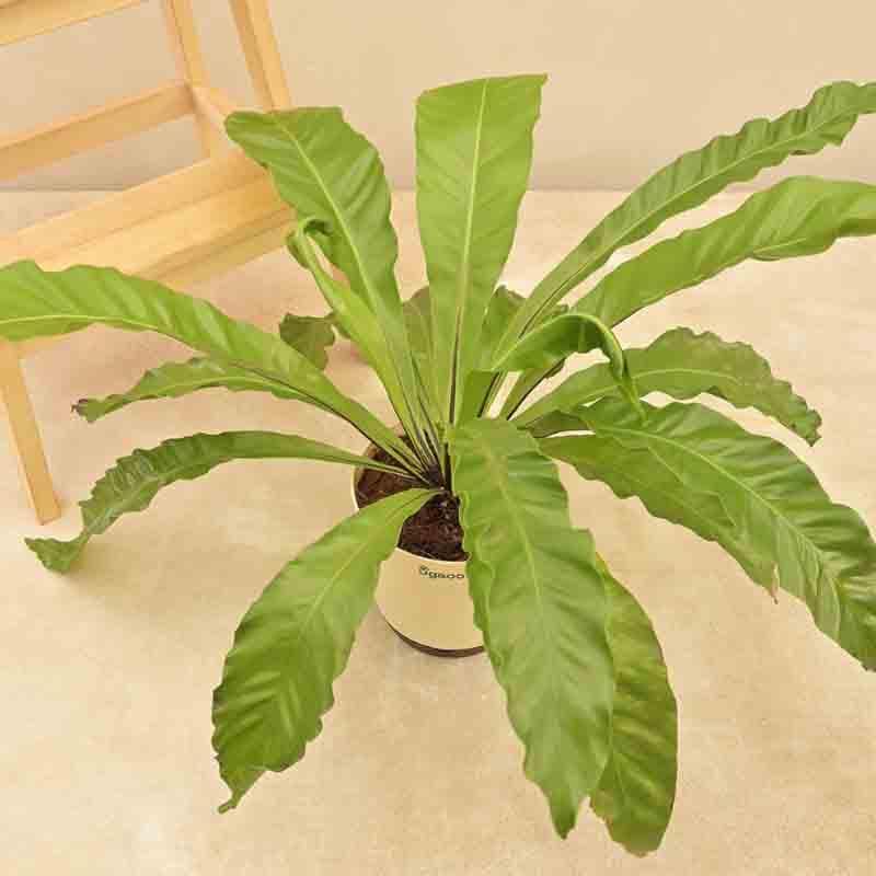 Ugaoo Bird's Nest Fern Plant media 5