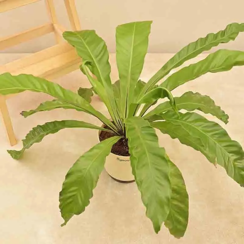 Ugaoo Bird's Nest Fern Plant media 5