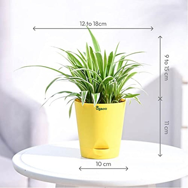 Ugaoo Spider Plant media 8