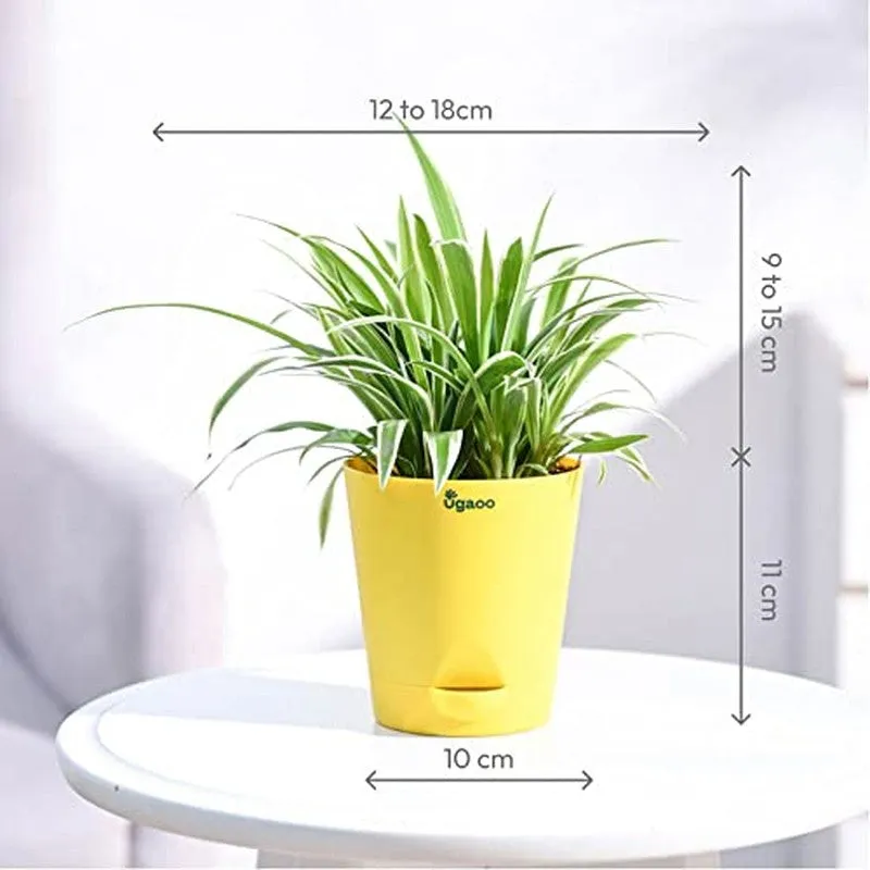 Ugaoo Spider Plant media 8