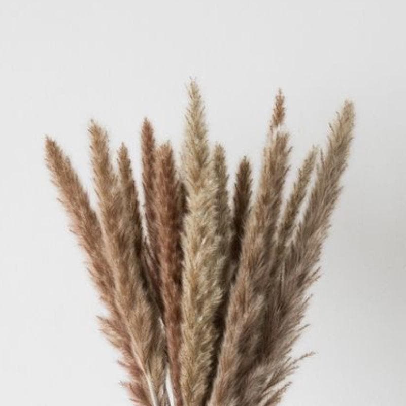 Mini Naturally Dried Pampas (Brown) - Set Of Ten media 3