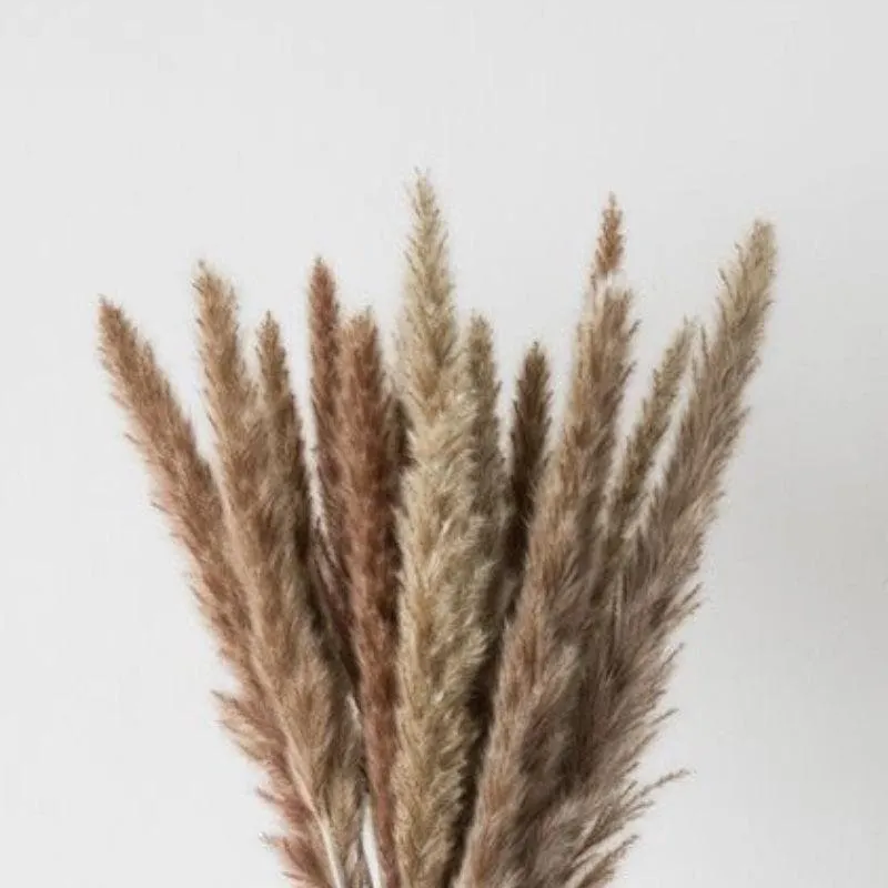 Mini Naturally Dried Pampas (Brown) - Set Of Ten media 3