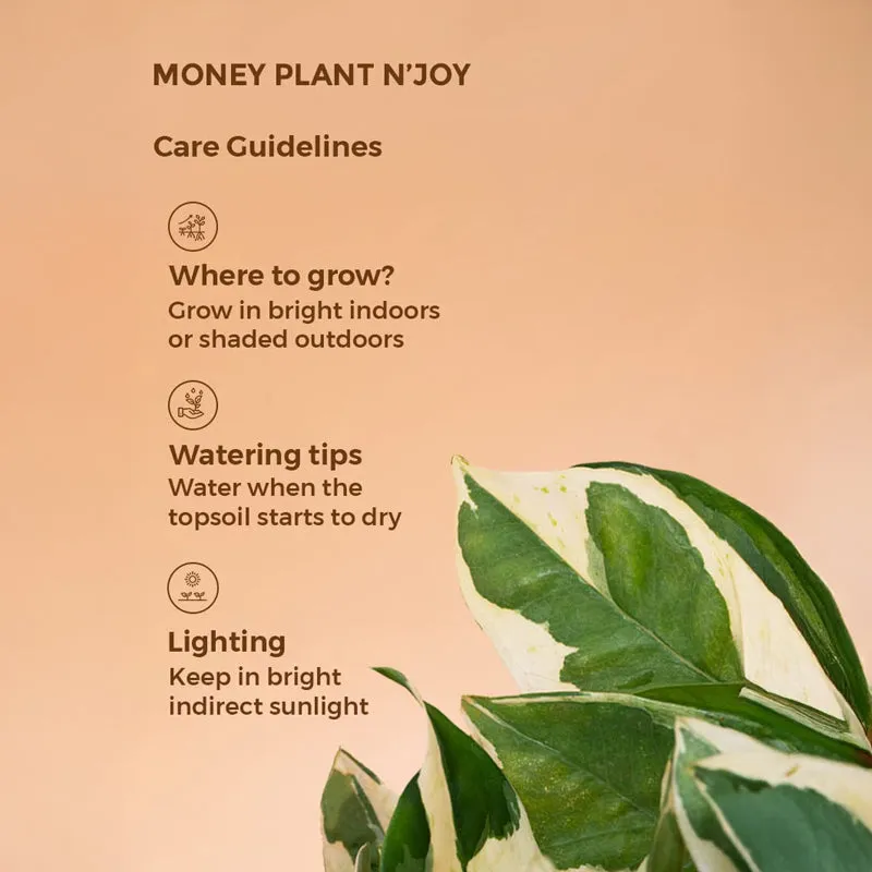 Kyari Money Plant With Self Watering Pot - Grey media 7
