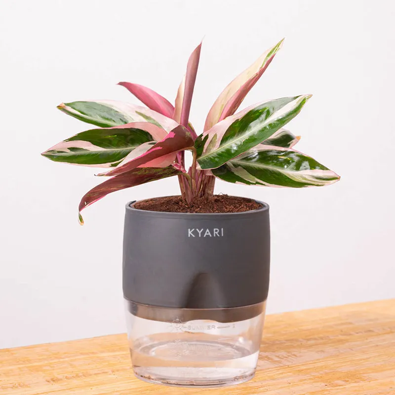 Kyari Calathea Plant With Self Watering Pot (Grey) - 18 cm media 6