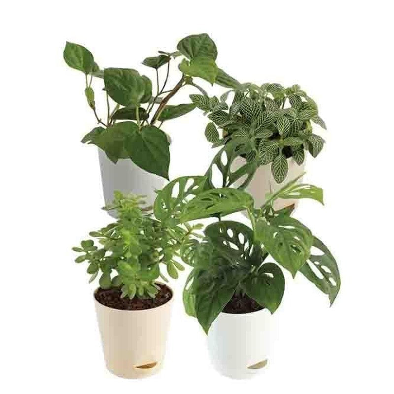 Ugaoo Indoor Plant Bundle: Fittonia, Crassula Mini, Philodendron Broken Heart, Betel Leaf media 3