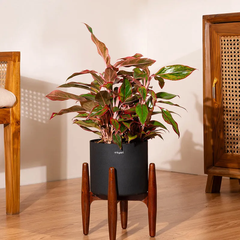 Kyari Aglonema Lipstick Plant With Metal Self Watering Pot (Black) media 1
