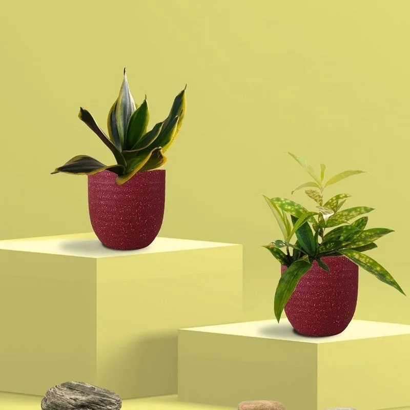 Greenkin Bamboo & Golden Snake Live Plants (Red) - Set Of Two media 3
