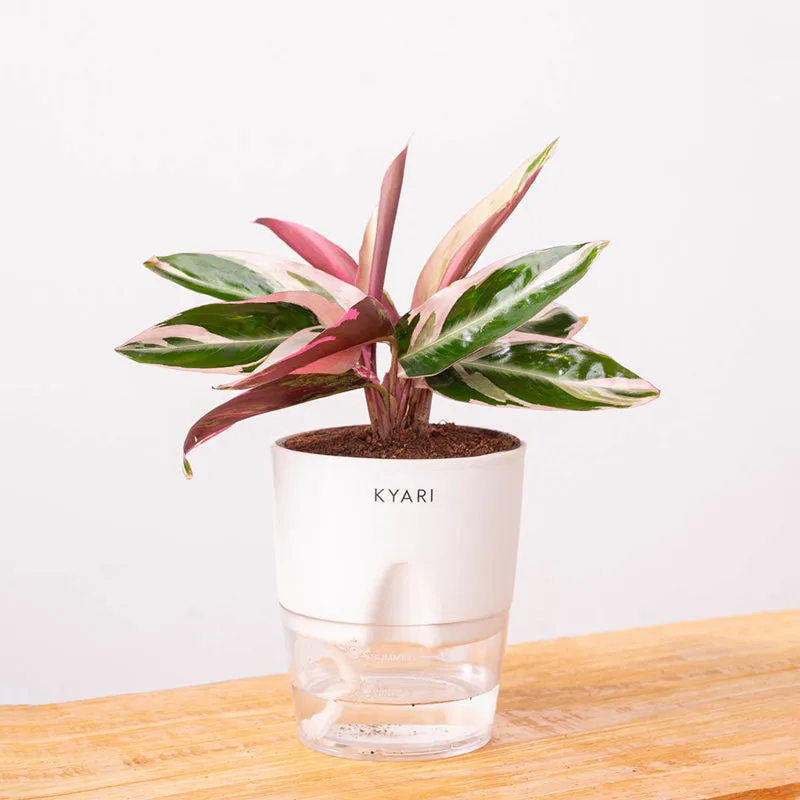 Kyari Calathea Triostar With Self Watering Pot - White media 6
