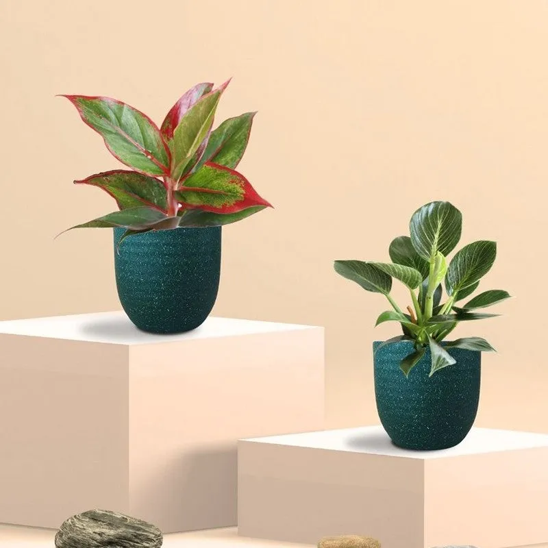 Greenkin Aglaonema Lipstick & Birkin Live Plants (Green) - Set Of Two media 3