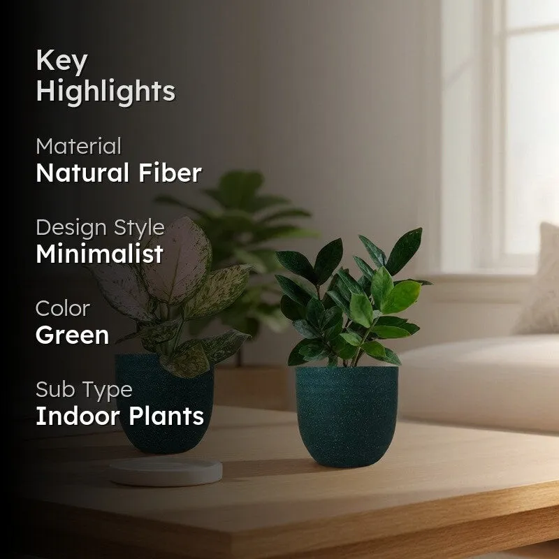 Greenkin ZZ & Aglaonema Wishes Live Plants (Green) - Set Of Two media 2