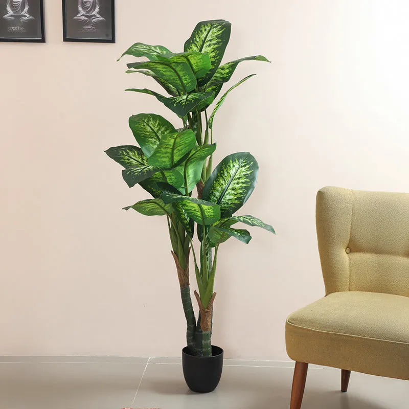 Ariadne Artificial  Dieffenbachia  With Black Plastic Pot - 5.3 Feet media 3