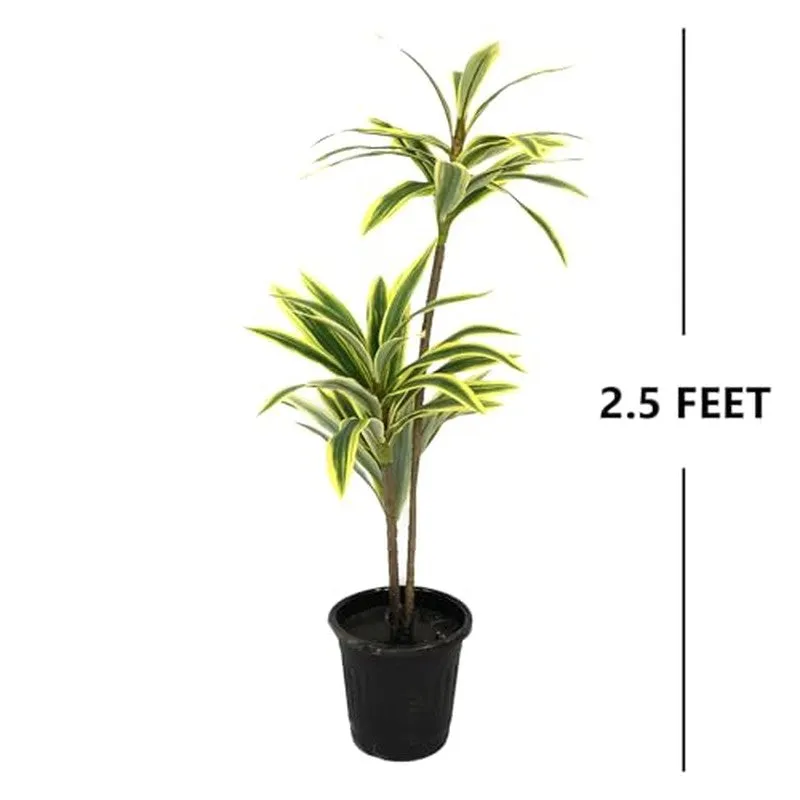 Soilyn Artificial Dracaena Plant - 2.5 Feet media 5