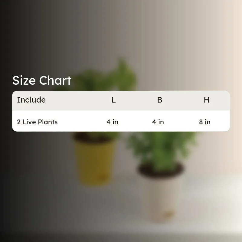 Two potted plants shown against a softly blurred background