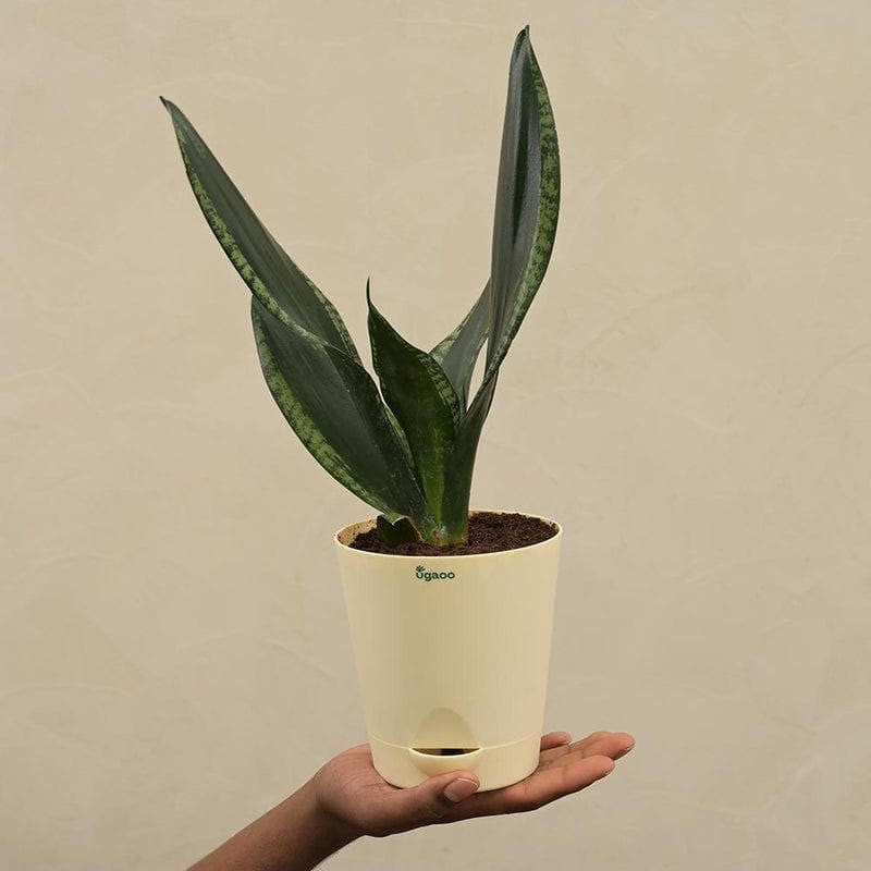 Ugaoo Sansevieria Whitney - Snake Plant media 6