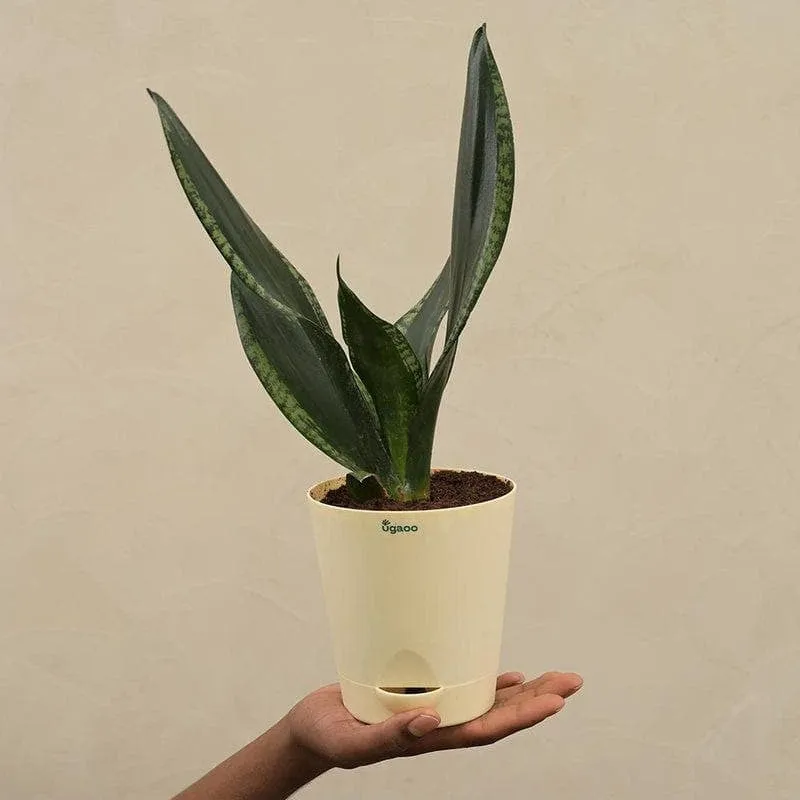 Ugaoo Sansevieria Whitney - Snake Plant media 6