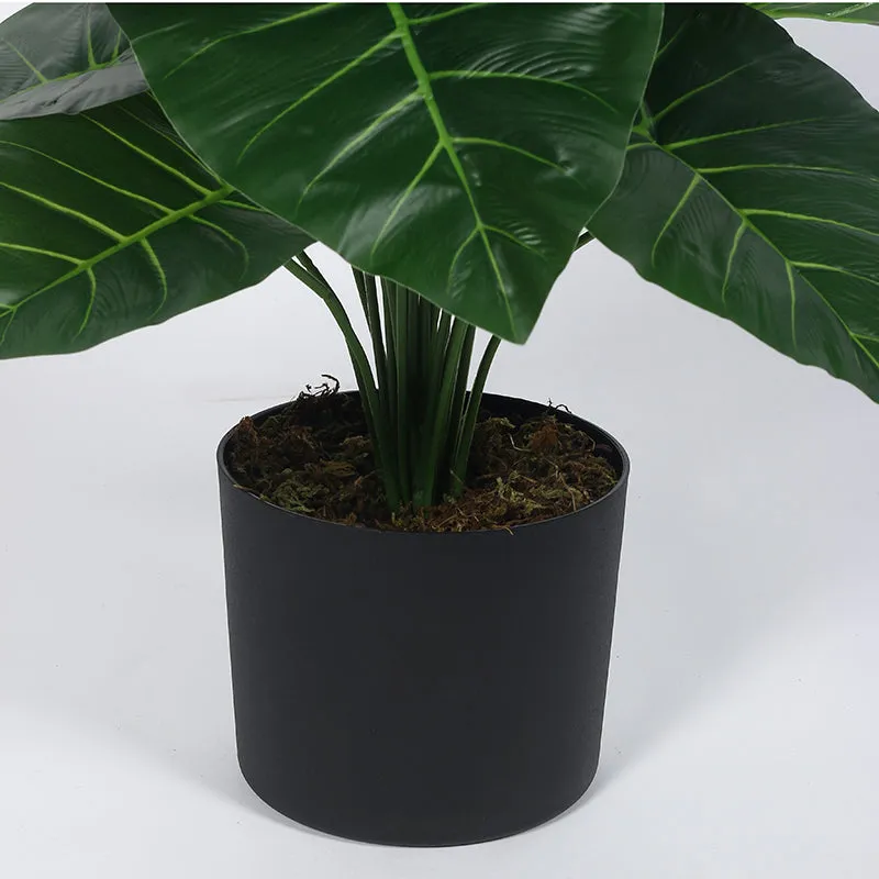 Leafend Artificial Rubber Plant With Black Plastic Pot - 2.6 Feet media 5