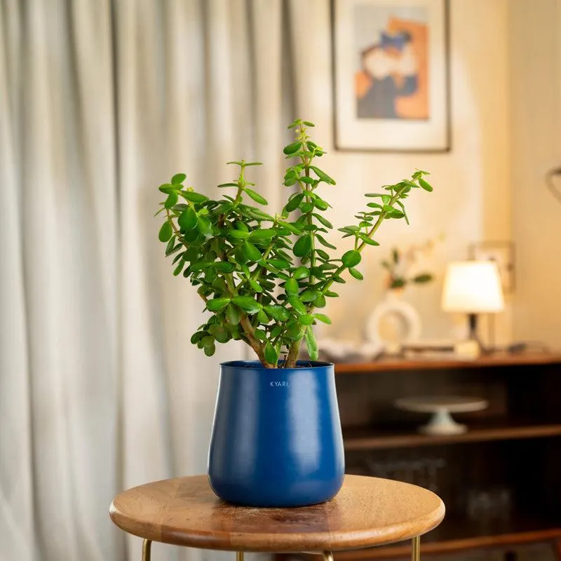 Kyari Lucky Jade Plant With Metal Self Watering Pot - Blue media 1
