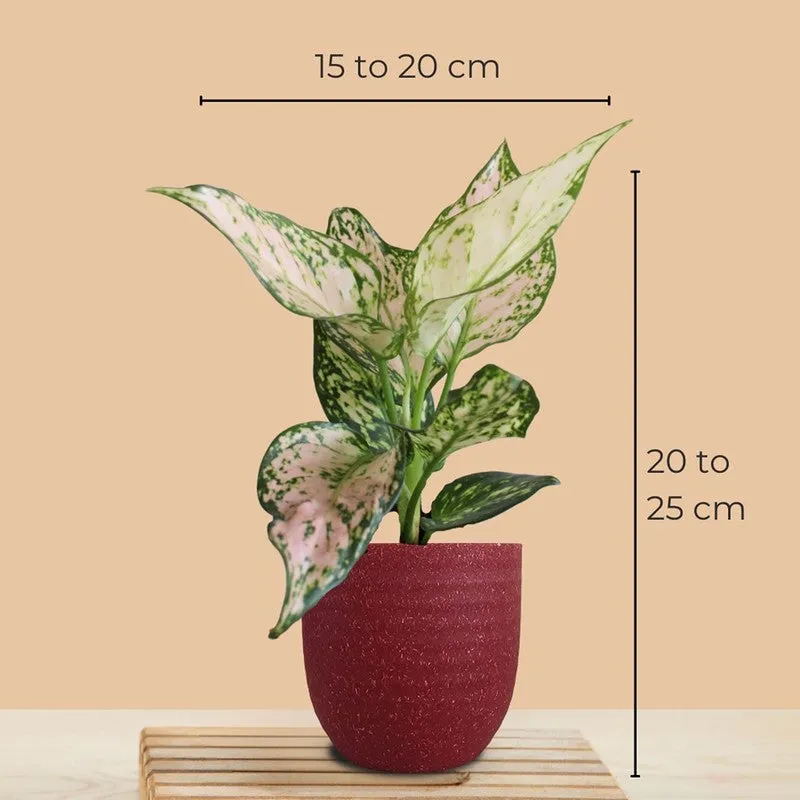Greenkin ZZ & Aglaonema Wishes Live Plants (Red) - Set Of Two media 10