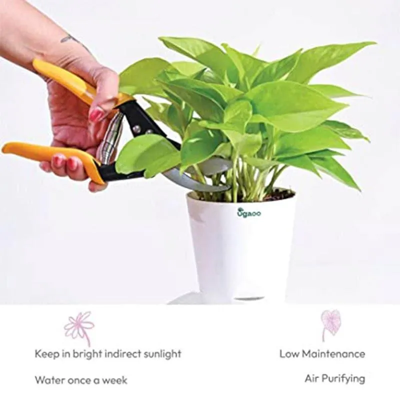 Ugaoo Money Plant With Self Watering Flower Pot media 6