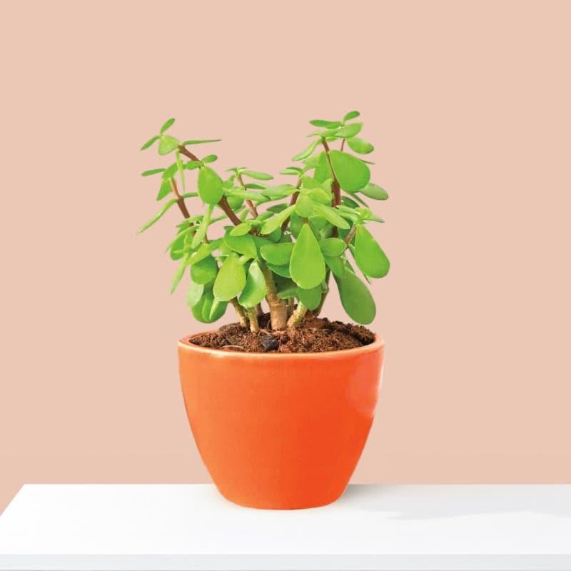 Live Plants