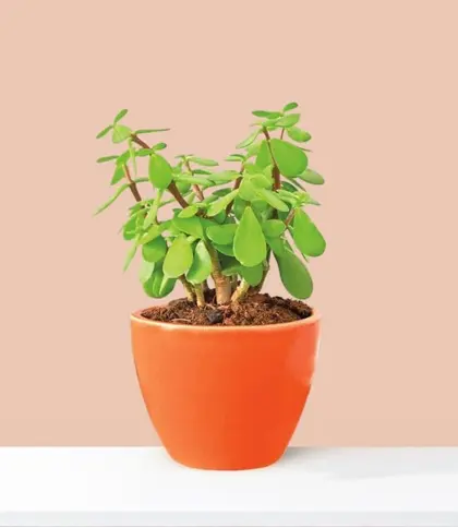 Live Plants