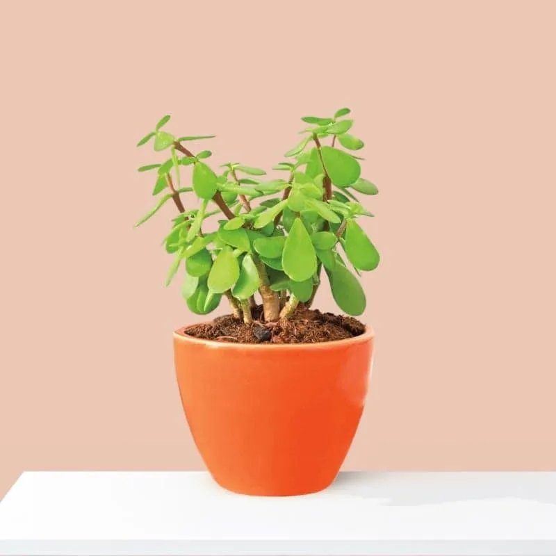 Ugaoo Good Luck Jade Plant With Apple Orange Ceramic Pot media 1