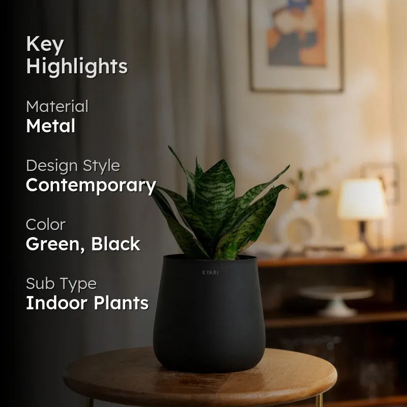 Kyari Sansevieria Green Snake Plant With Metal Self Watering Pot (Jet Black) - 1 Foot media 2