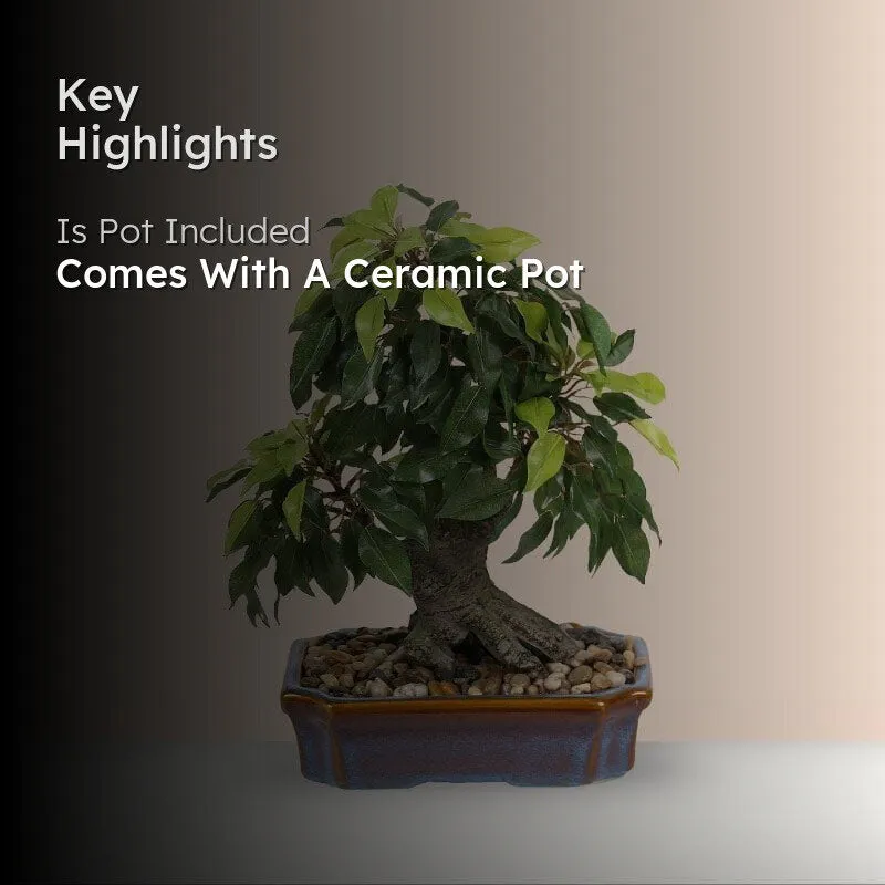 Faux Ficus Bonsai In Tray Pot - 37 cms media 2