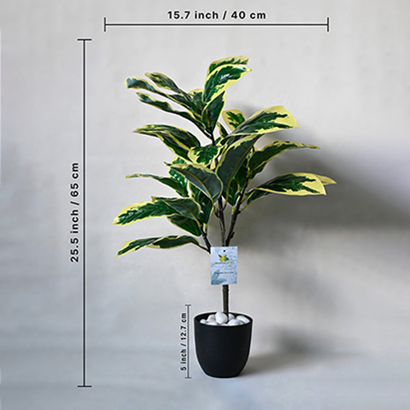 Faux Everlasting Pisonia Alba Plant With Black Plastic Pot - 74 cm (2.4 ft) media 5