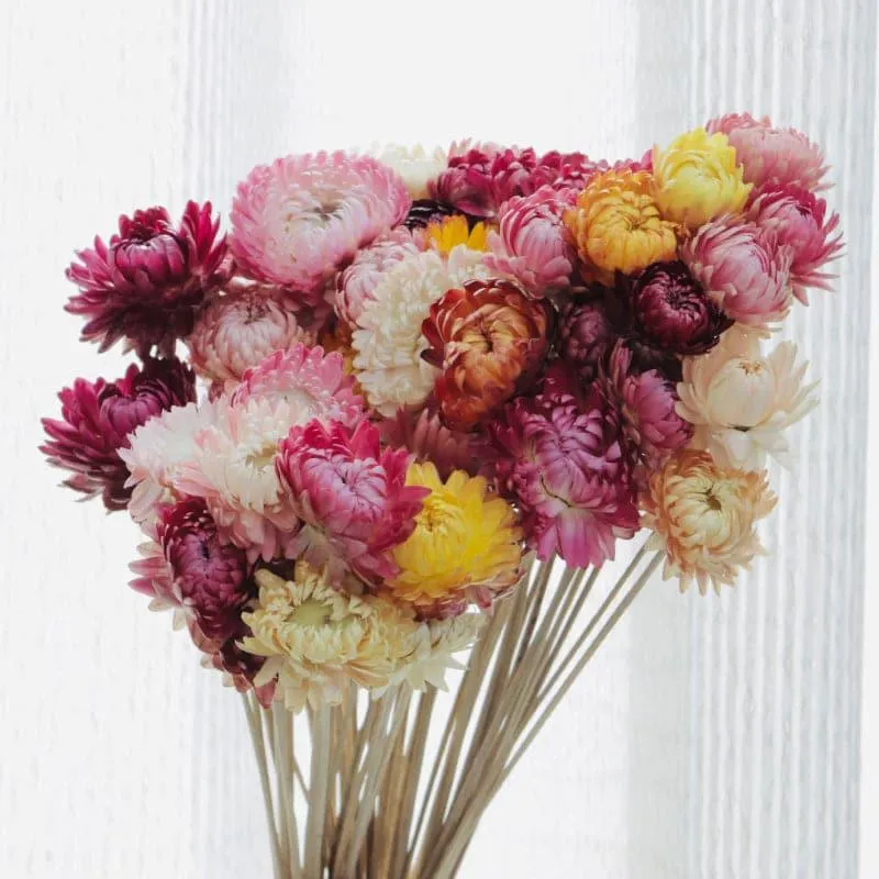 Naturally Dried Chrysanthemum Straw Stems - Set Of Twenty Five media 3