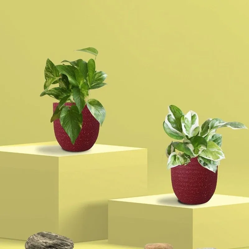Greenkin Money Plant & Gold King Live Plants (Red) - Set Of Two media 3