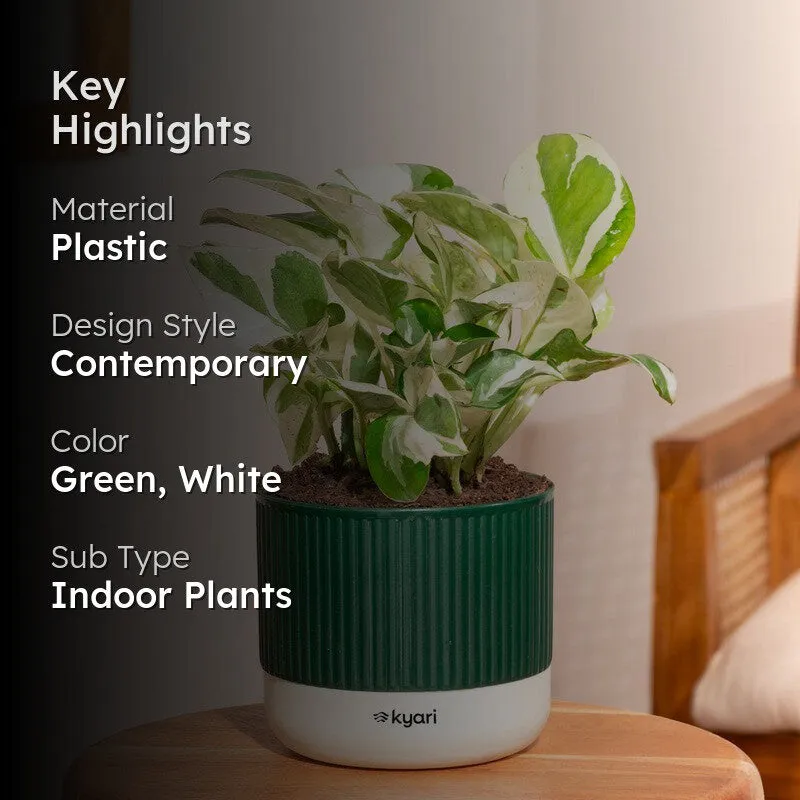Kyari Money Plant with Self Watering Pot - Green - 2