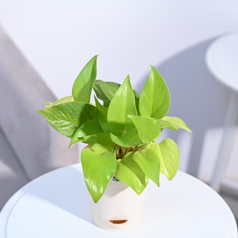 Ugaoo Money Plant Golden media 7