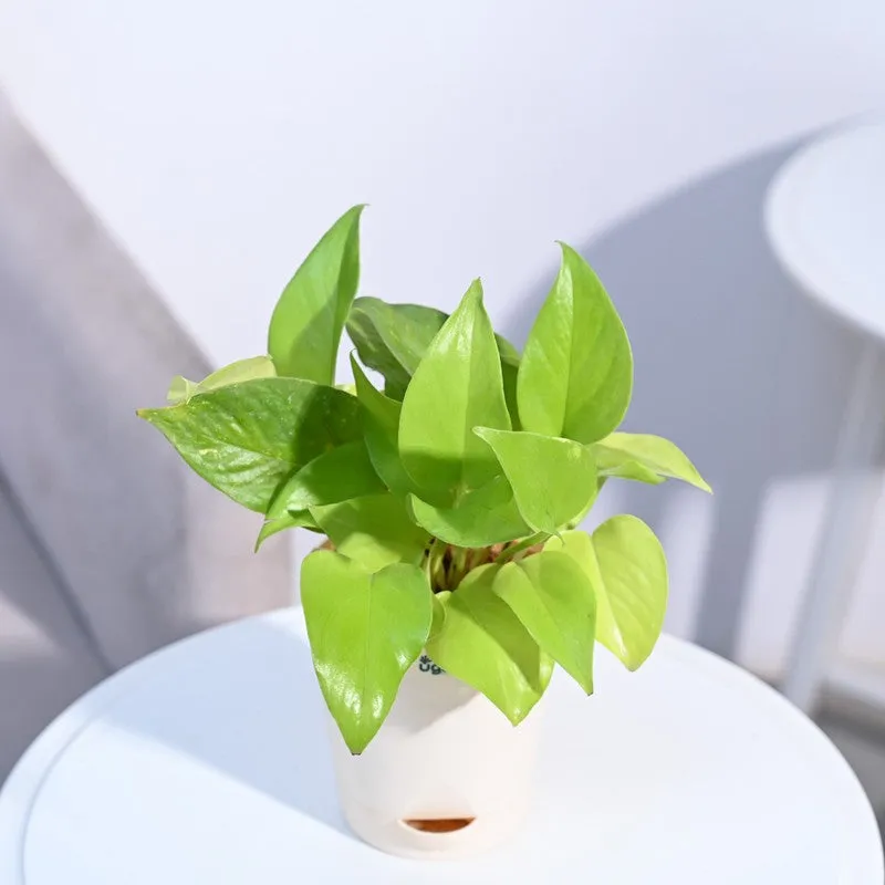 Ugaoo Money Plant Golden media 7
