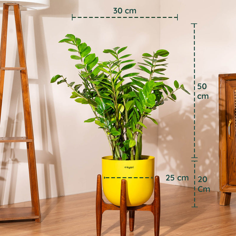 Kyari Green ZZ Plant With Metal Self Watering Pot (Yellow) - 2.4 Feet media 5
