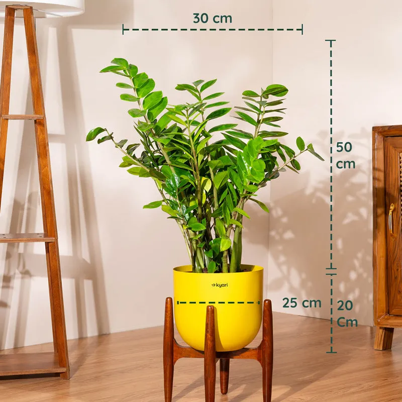 Kyari Green ZZ Plant With Metal Self Watering Pot (Yellow) - 2.4 Feet - 5