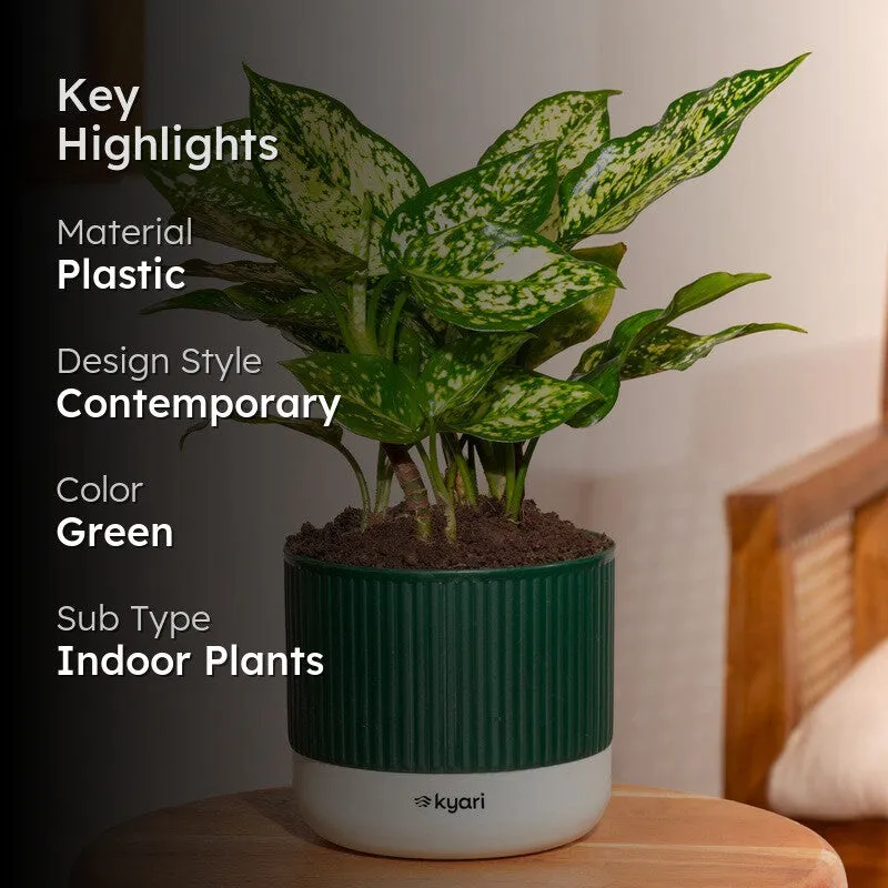 Kyari Agalonema Snow White Plant with Self Watering Pot - Green media 2