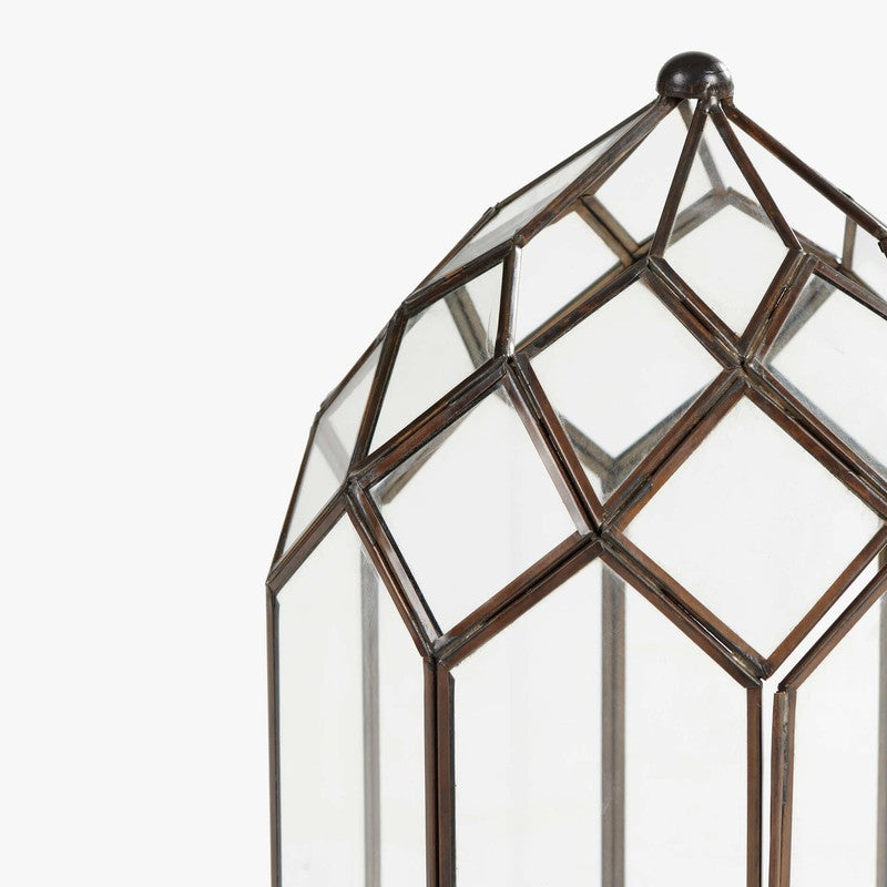 Orange Tree June Lantern media 5