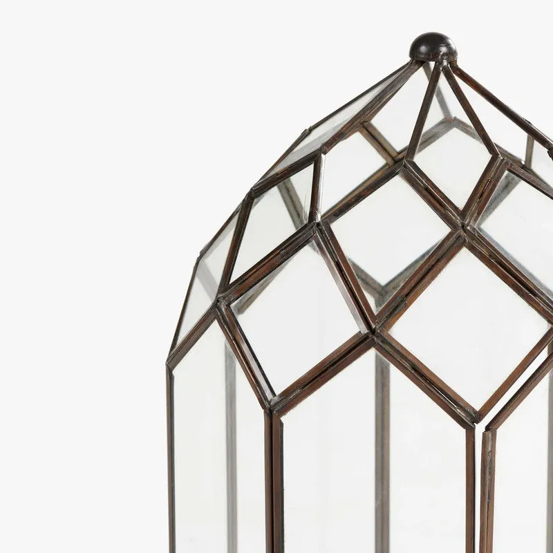Orange Tree June Lantern media 5