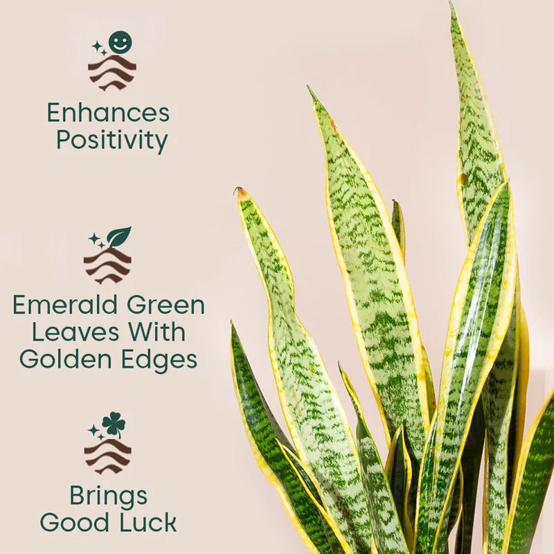 Kyari Sansevieria Zeylanica Golden Snake Plant With Metal Self Watering Pot (Orange) - 2.4 Feet media 3
