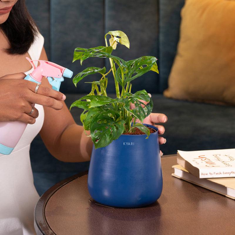 Kyari Monstera Adansonii With Metal Self Watering Pot - Blue media 4
