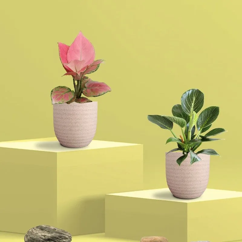 Greenkin Aglaonema & Birkin Live Plants (Ivory) - Set Of Two media 3