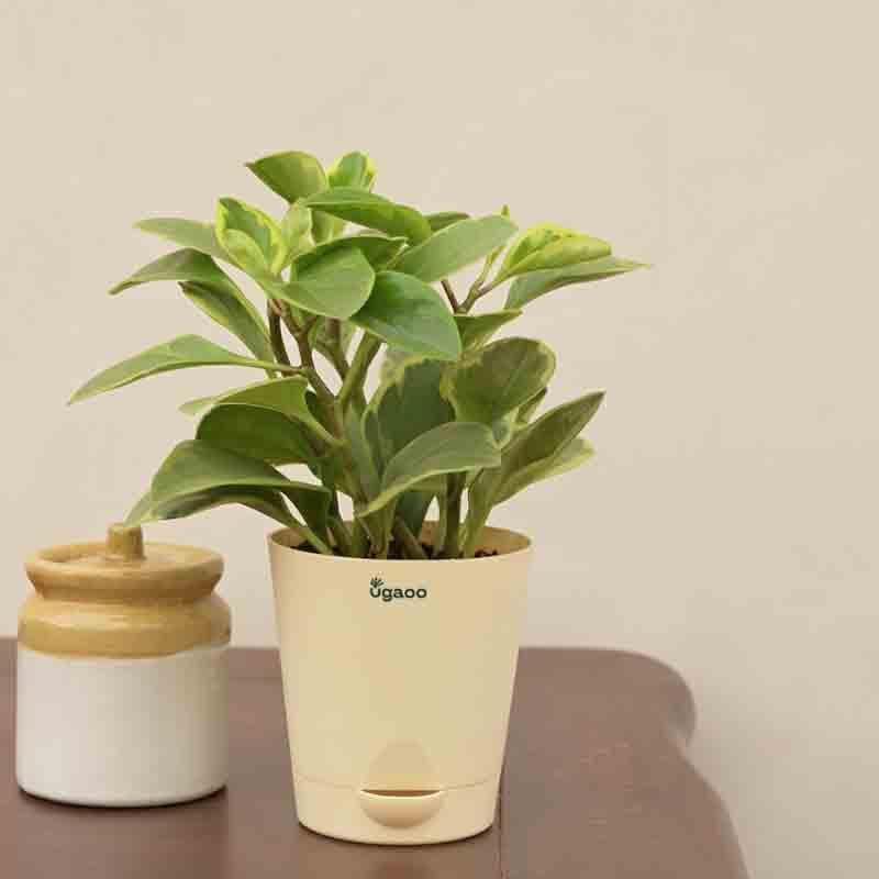 Ugaoo Peperomia Variegated Plant - Small media 5