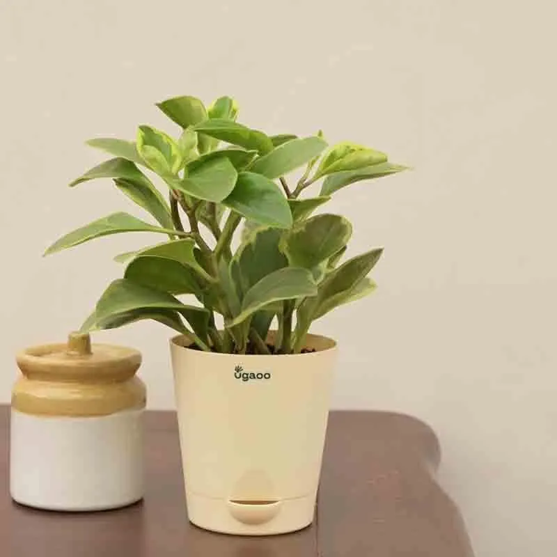 Ugaoo Peperomia Variegated Plant - Small media 5