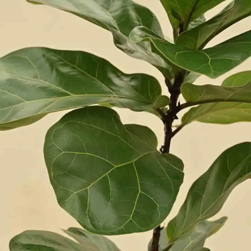 Ugaoo Fiddle Leaf Fig Plant - Bambino (Large) media 3